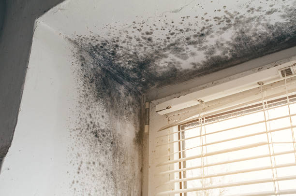 Affordable Mold Removal solutions in Ferndale, WA
